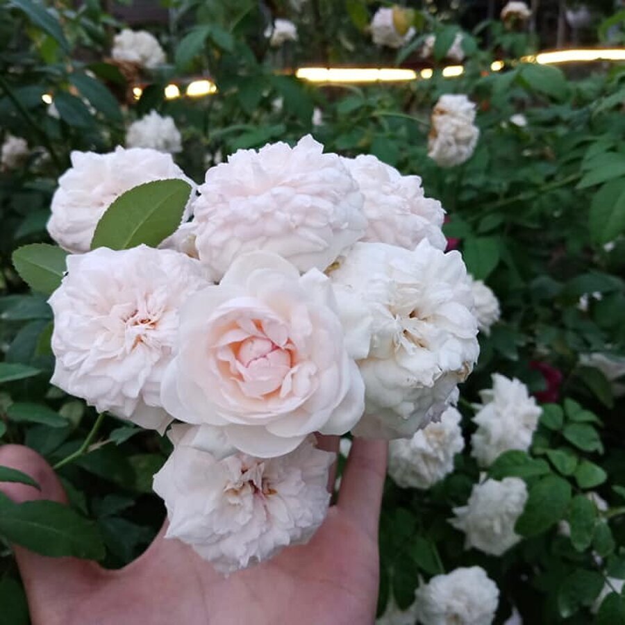 Form hoa Ngọc Lung Linh nở bung cánh kép mềm mại