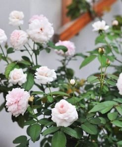 Bông hoa hồng Ngọc Lung Linh màu hồng phấn pastel cánh kép