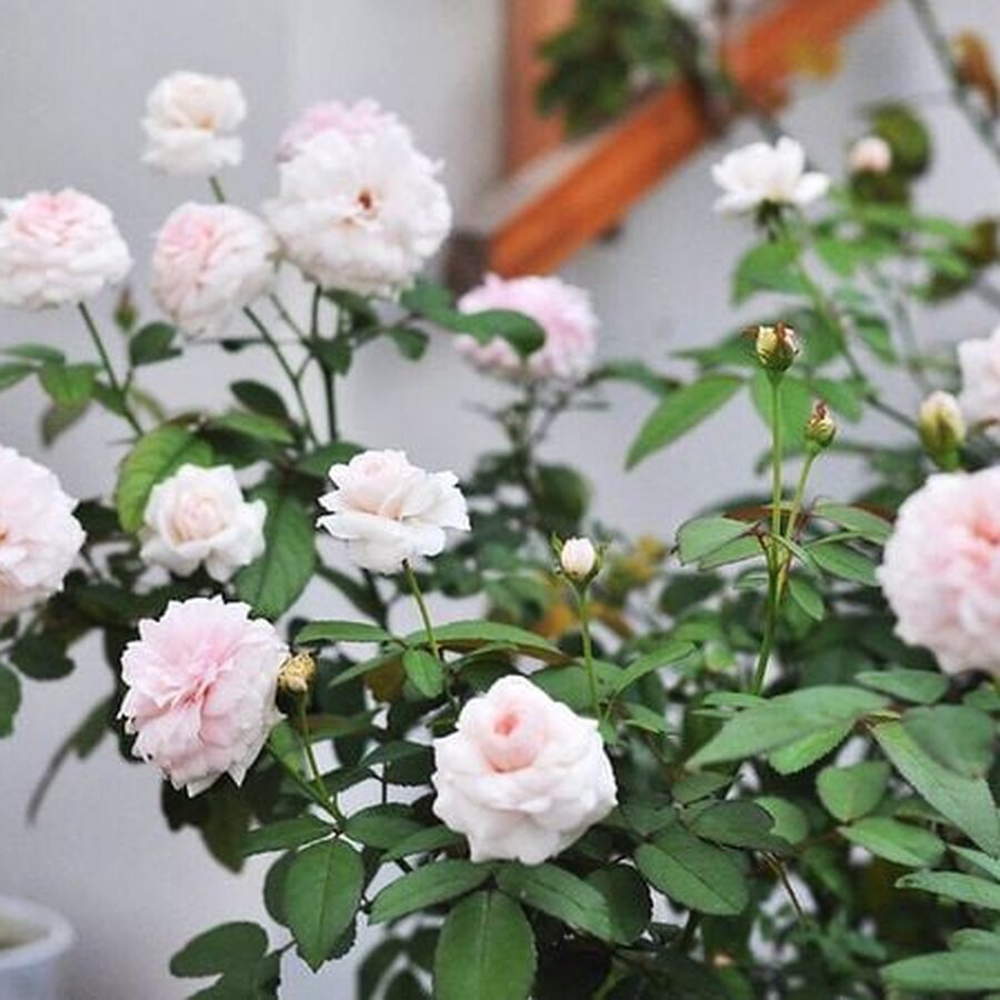 Bông hoa hồng Ngọc Lung Linh màu hồng phấn pastel cánh kép