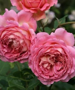 Bông hoa hồng Jubilee Celebration màu hồng cam ánh vàng form rosette