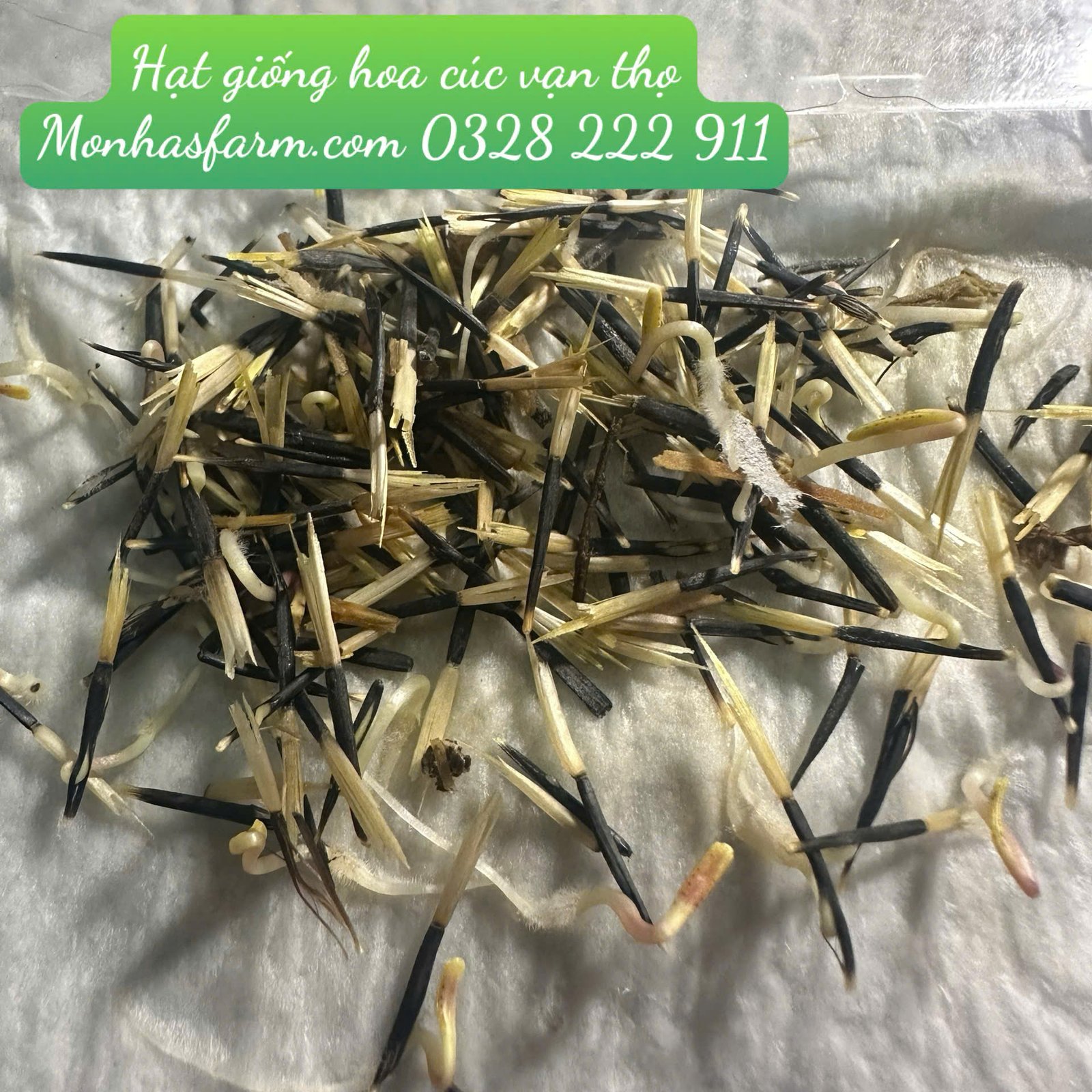 Set 1.000 Hạt Giống Hoa Dễ Trồng – Mix 15 Loại Rực Rỡ - Ảnh 22