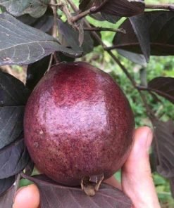 Cây Ổi Tím Malaysia lá và thân tím độc đáo