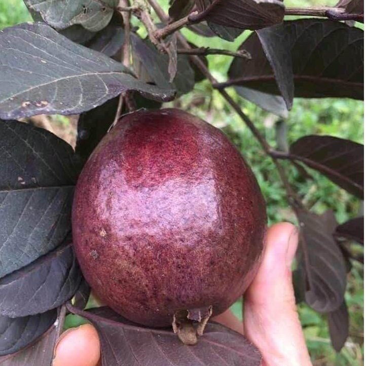 Cây Ổi Tím Malaysia lá và thân tím độc đáo