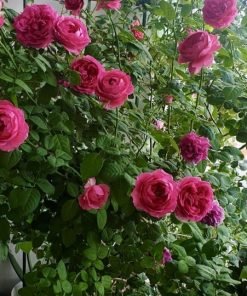 Cây Hoa Hồng Pas de Deux dáng bụi nhỏ, hoa đỏ tím bền màu