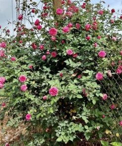 Hoa Hồng Pas de Deux – hồng ngoại Nhật Bản màu đỏ rượu vang ánh tím sang trọng