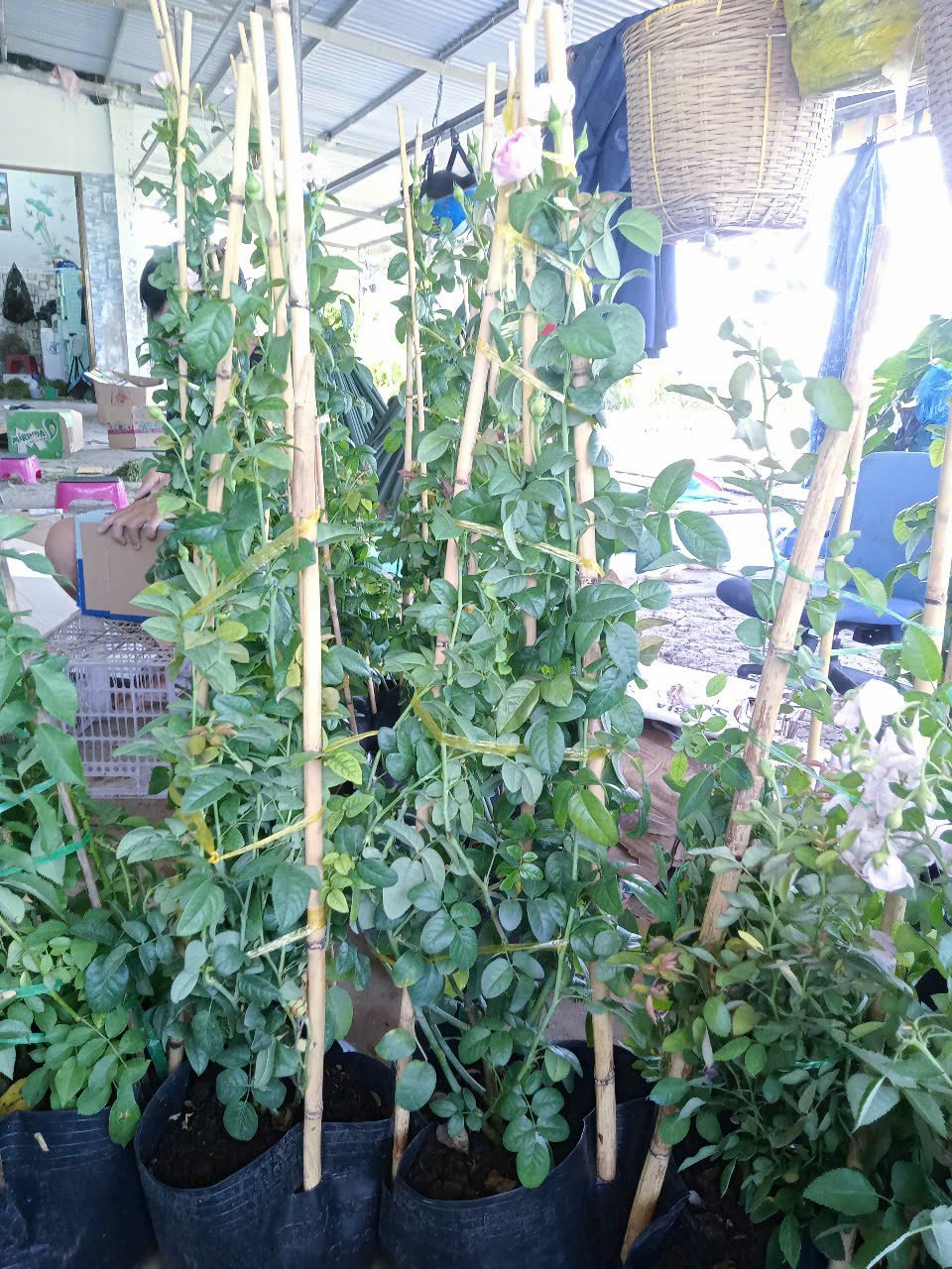 Combo Hồng Leo 5 Màu – Phủ Kín Tường Nhà Bằng Hoa – Cây Đang Nụ / Hoa Thật - Ảnh 8