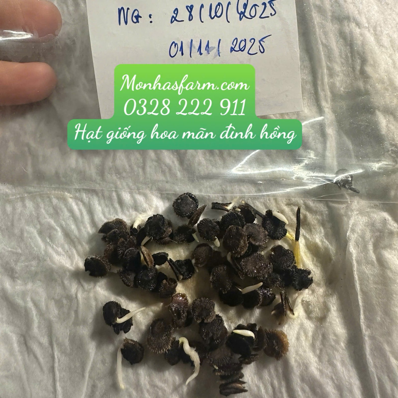 Set 1.000 Hạt Giống Hoa Dễ Trồng – Mix 15 Loại Rực Rỡ - Ảnh 23