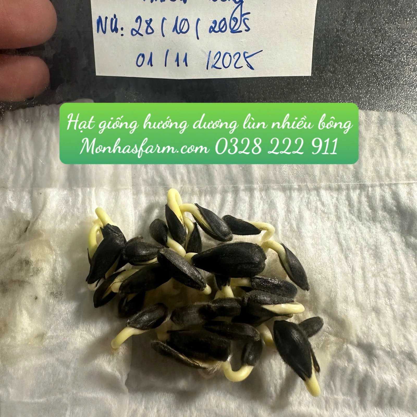 Set 1.000 Hạt Giống Hoa Dễ Trồng – Mix 15 Loại Rực Rỡ - Ảnh 24