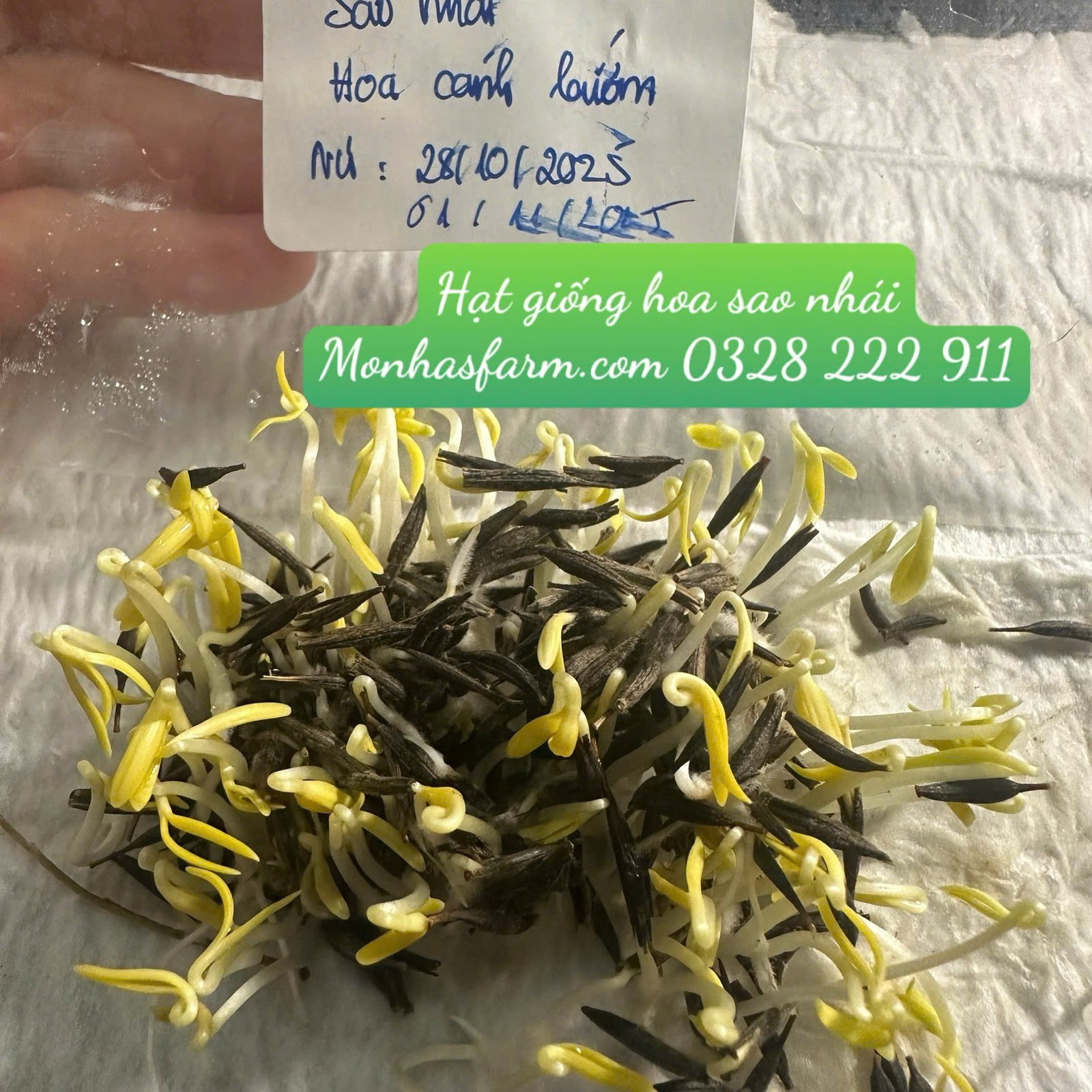 Set 1.000 Hạt Giống Hoa Dễ Trồng – Mix 15 Loại Rực Rỡ - Ảnh 26