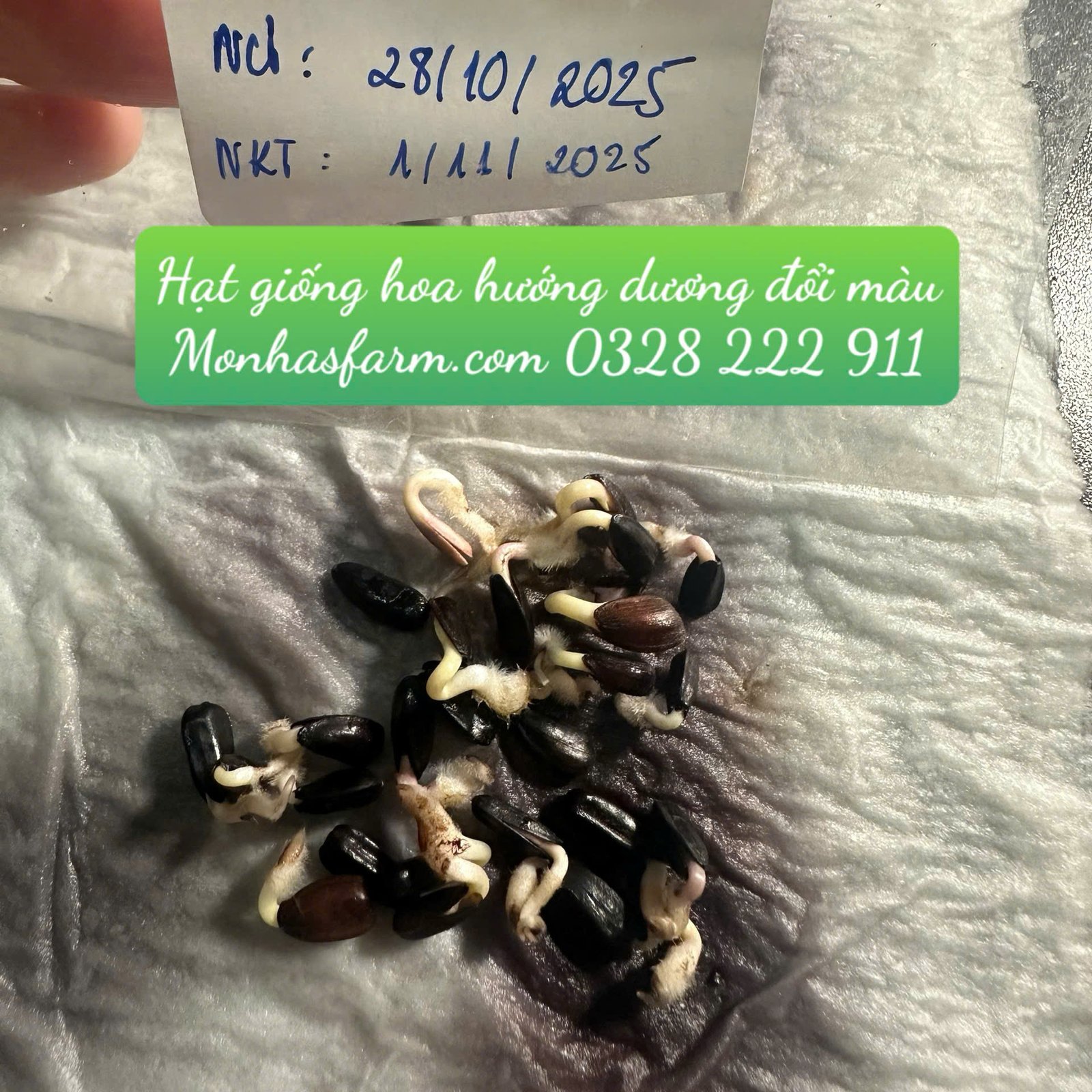 Set 1.000 Hạt Giống Hoa Dễ Trồng – Mix 15 Loại Rực Rỡ - Ảnh 27