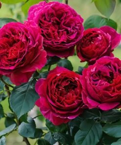 Hoa Hồng Pas de Deux trồng chậu nở sai hoa quanh năm