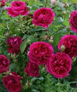 Hoa Hồng Pas de Deux Rose xuất xứ Nhật Bản