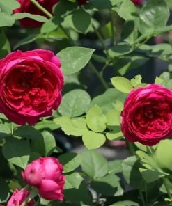 Mua cây Hoa Hồng Pas de Deux chuẩn giống tại MonHasFarm