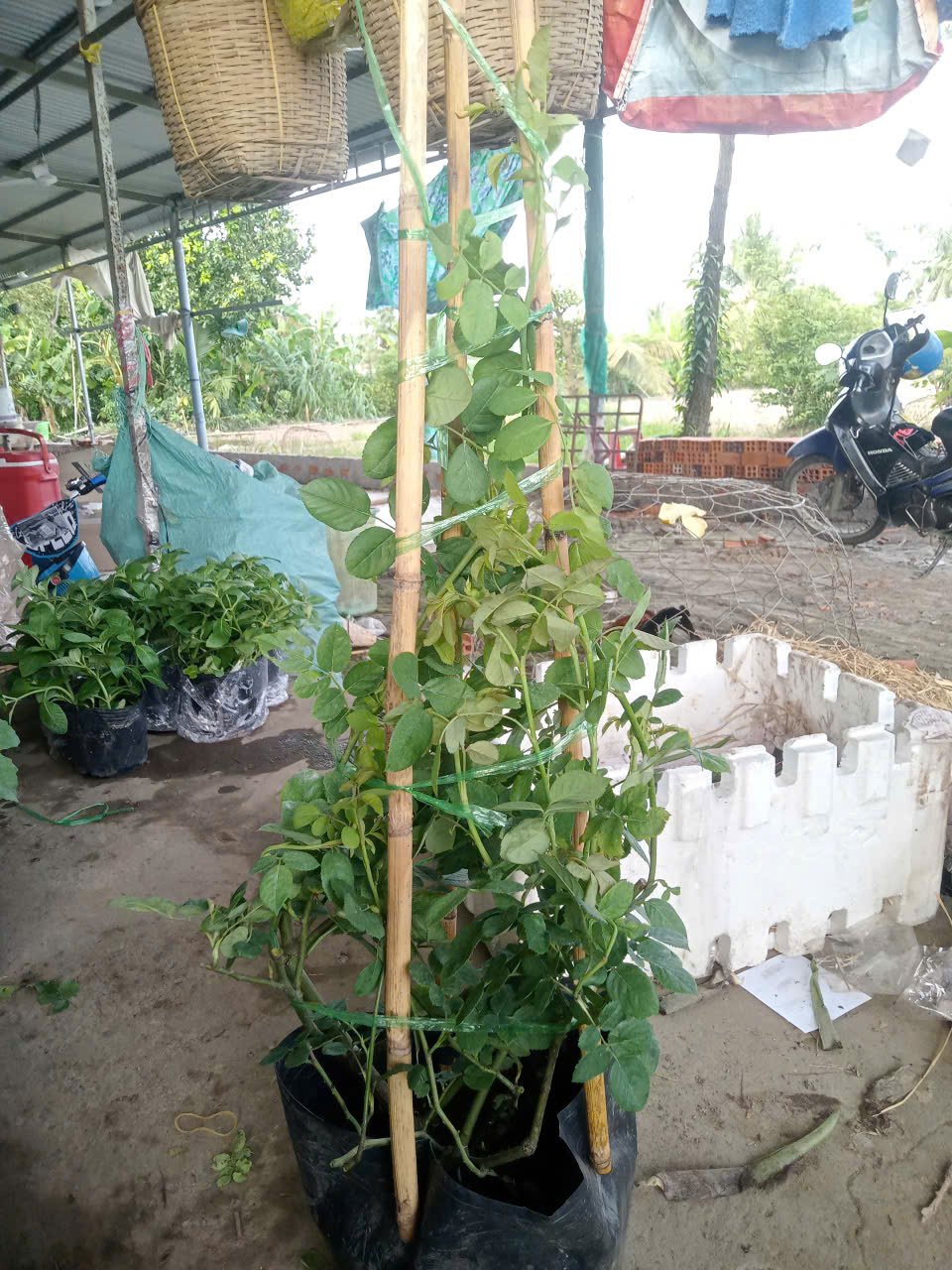 Combo Hồng Leo 5 Màu – Phủ Kín Tường Nhà Bằng Hoa – Cây Đang Nụ / Hoa Thật - Ảnh 10