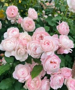 Form hoa Strawberry Macaron khi bung xếp lớp mềm mại