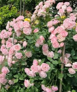 Hoa Hồng Strawberry Macaron bông hồng kem pastel form tròn đẹp