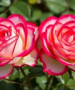 Bông hoa hồng Double Delight chuyển màu trắng đỏ đặc trưng