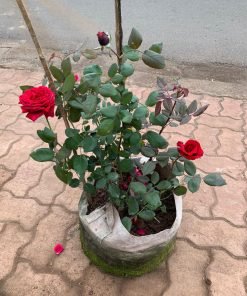 Ảnh lá và mầm cho thấy sức sống ổn định của cây hoa hồng Botero.