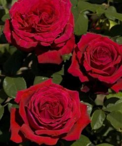 Hình ảnh hoa Botero khi nở to, thể hiện rõ kích thước và form tròn đầy.