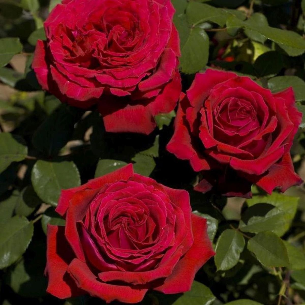 Hình ảnh hoa Botero khi nở to, thể hiện rõ kích thước và form tròn đầy.