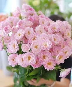 Bộ ảnh hỗ trợ SEO hình ảnh Sea Anemone.