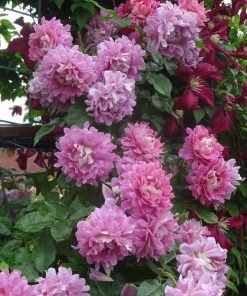 Fancy Ruffle ứng dụng tốt trong ban công và sân vườn gia đình.