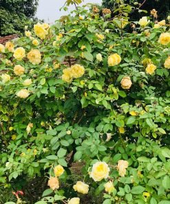 Form hoa Hoàng Vân Khôi giai đoạn đầu nở mang nét cổ điển.