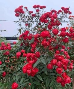 Ảnh tập trung vào lá và mầm cây, thể hiện sức sống và khả năng thích nghi tốt của giống Margo Koster.