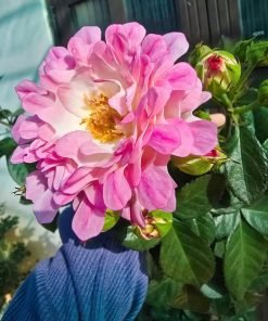 Ứng dụng trang trí Sea Anemone