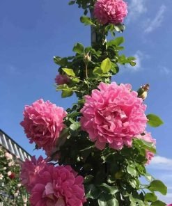 Nụ Fancy Ruffle phát triển đều, chuẩn giống.