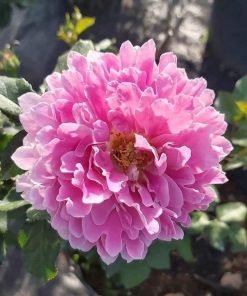 Fancy Ruffle nở trọn bông với cánh xoăn lượn sóng rõ nét.