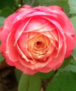 Ảnh thể hiện khả năng ra hoa theo chùm của Moko Moko, tạo hiệu ứng hoa nở đồng loạt rất bắt mắt.