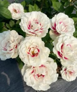 Bộ ảnh tổng hợp giúp nhận diện rõ đặc điểm giống Brideside.