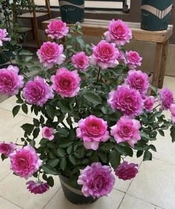 Ảnh tổng hợp giúp nhận diện đầy đủ đặc điểm của giống hoa hồng Sheherazade, tối ưu SEO hình ảnh.