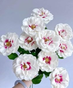 Nụ hoa Brideside chuẩn giống, phát triển đều.