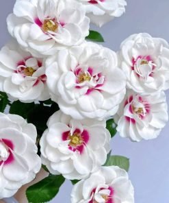 Hình ảnh form hoa Brideside ở giai đoạn đầu nở.