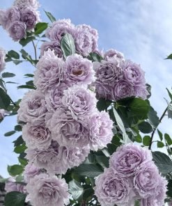 Ảnh tổng hợp giúp nhận diện đầy đủ đặc điểm hoa hồng Huanzi, hỗ trợ SEO hình ảnh hiệu quả.