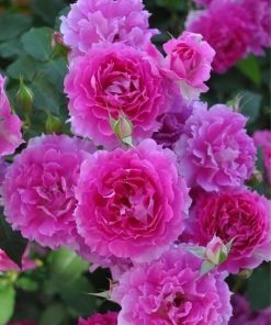 Ảnh minh họa ứng dụng của hoa hồng Sheherazade trong trang trí không gian sống.