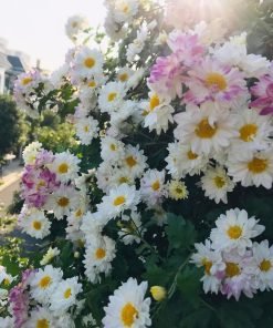 Ảnh tổng hợp nhiều góc chụp chậu hoa cúc đổi màu: cận bông, nụ, chậu và màu sắc thay đổi – hỗ trợ SEO mạnh.