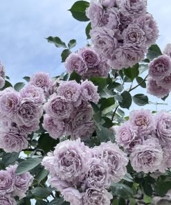 Ảnh minh họa ứng dụng hoa hồng Huanzi trong nhiều không gian sống khác nhau.