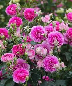 Hình ảnh tổng thể giống hoa hồng Sheherazade Nhật Bản với tán cây gọn gàng, phù hợp trồng chậu và sân vườn.