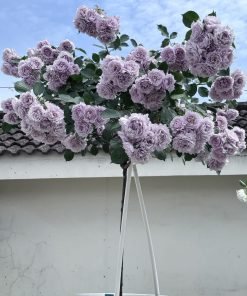 Ảnh mang tính cảm xúc, gợi tả mùi hương dịu nhẹ đặc trưng của giống hoa hồng Huanzi.