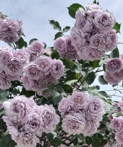 Ảnh minh họa sự thay đổi sắc độ hoa Huanzi theo điều kiện thời tiết, tạo vẻ đẹp tự nhiên.