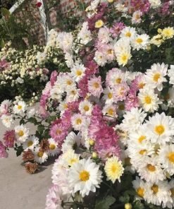 Ảnh thực tế chậu cúc đổi màu đang nhiều nụ, chuẩn bị nở, thể hiện sự khỏe mạnh của cây.