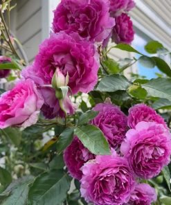 Ảnh mang tính cảm xúc, thể hiện đặc trưng hương thơm nổi bật của giống hoa hồng Sheherazade.