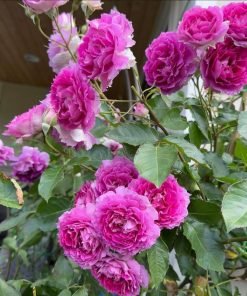 Hình ảnh mô tả các giai đoạn nở của hoa hồng Sheherazade, thể hiện độ ổn định về form và màu.