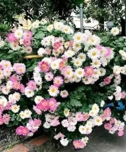 Ảnh chậu hoa cúc đổi màu nở đồng loạt, tạo thành cụm tròn xinh, phù hợp trang trí không gian.