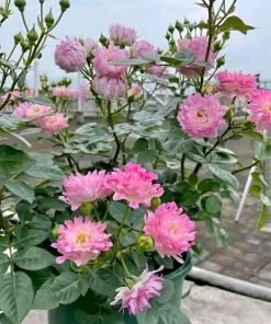 Nụ phát triển đều của Sea Anemone.