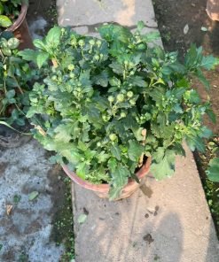 Hình chậu cúc đổi màu đặt trên bàn, phù hợp trang trí nội thất, góc học tập hoặc quà tặng.