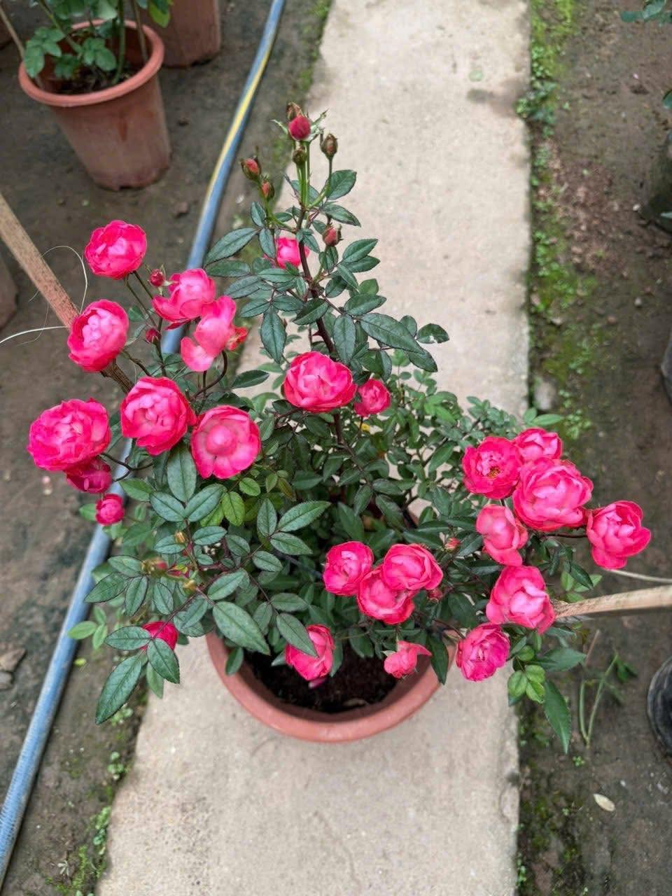 Hình ảnh tổng thể giống hoa hồng Trứng Đỏ Margo Koster Rose với dáng bụi gọn, sinh trưởng khỏe và ra hoa chùm đều.